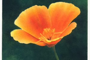 Californian Poppy pochoir (stencilled) print by Claire Cameron-Smith