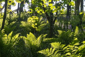 Fern dance