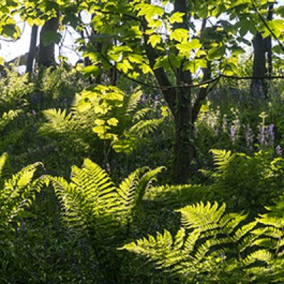 Fern dance