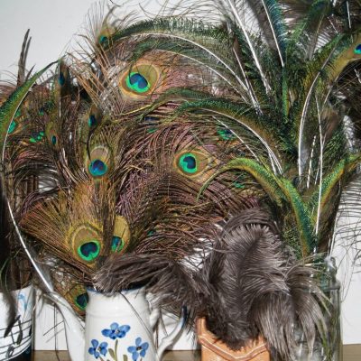 Collected feathers
