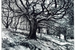 Summer Oak