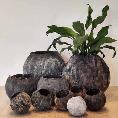 Assorted Kelp Bowls