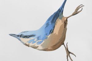 'Nuthatch'; Screenprint 50 x 45 cm;