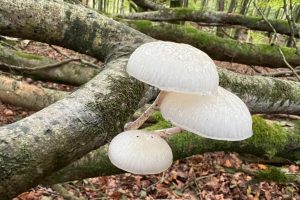 Porcelain fungus,Porcel