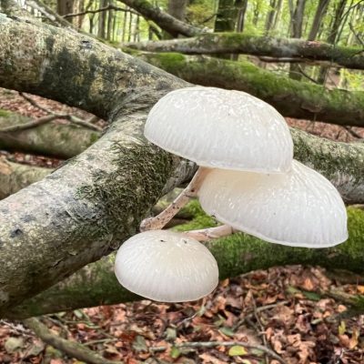 Porcelain fungus,Porcel Porcelain fungus,Porcel
